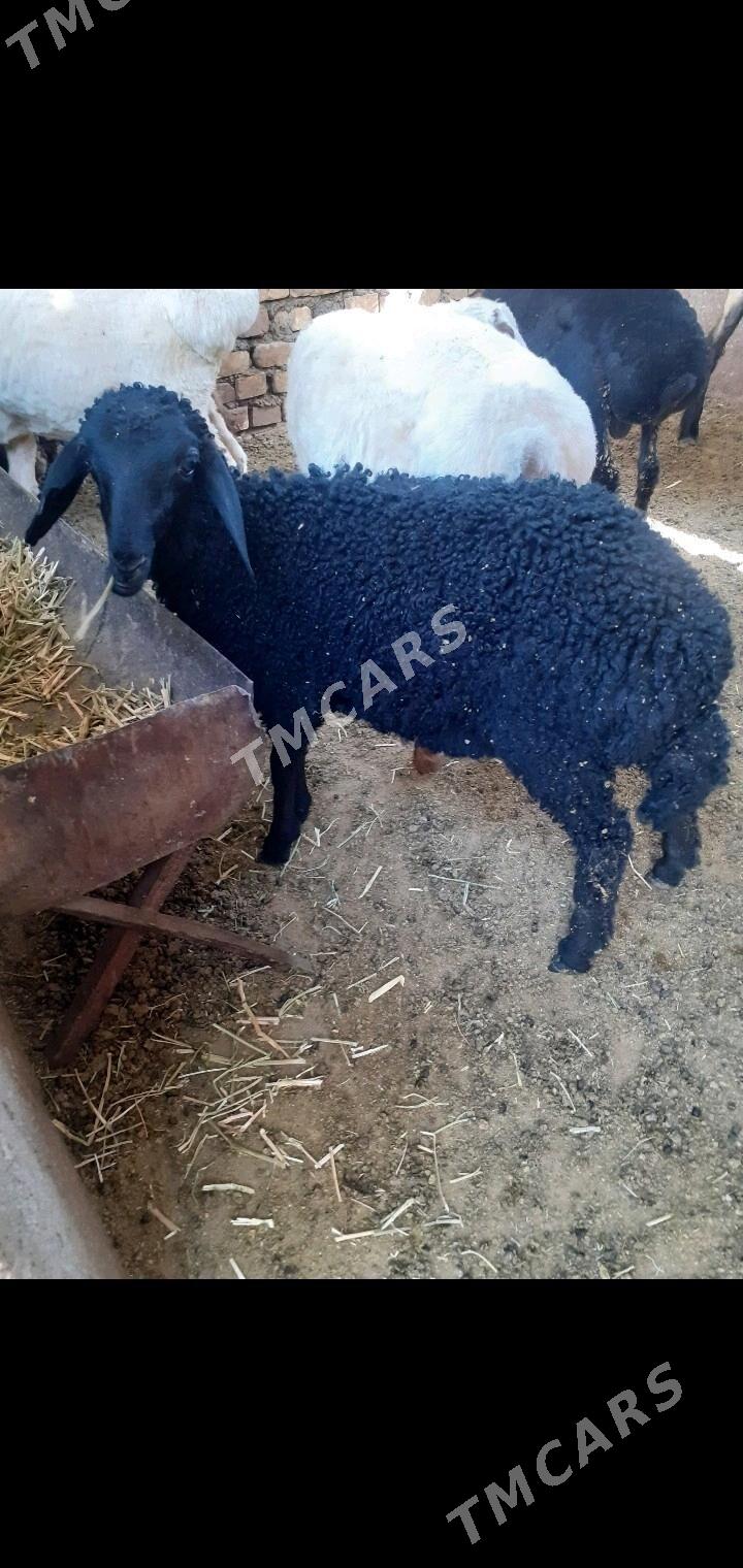tokli - Garadamak Şor - img 2