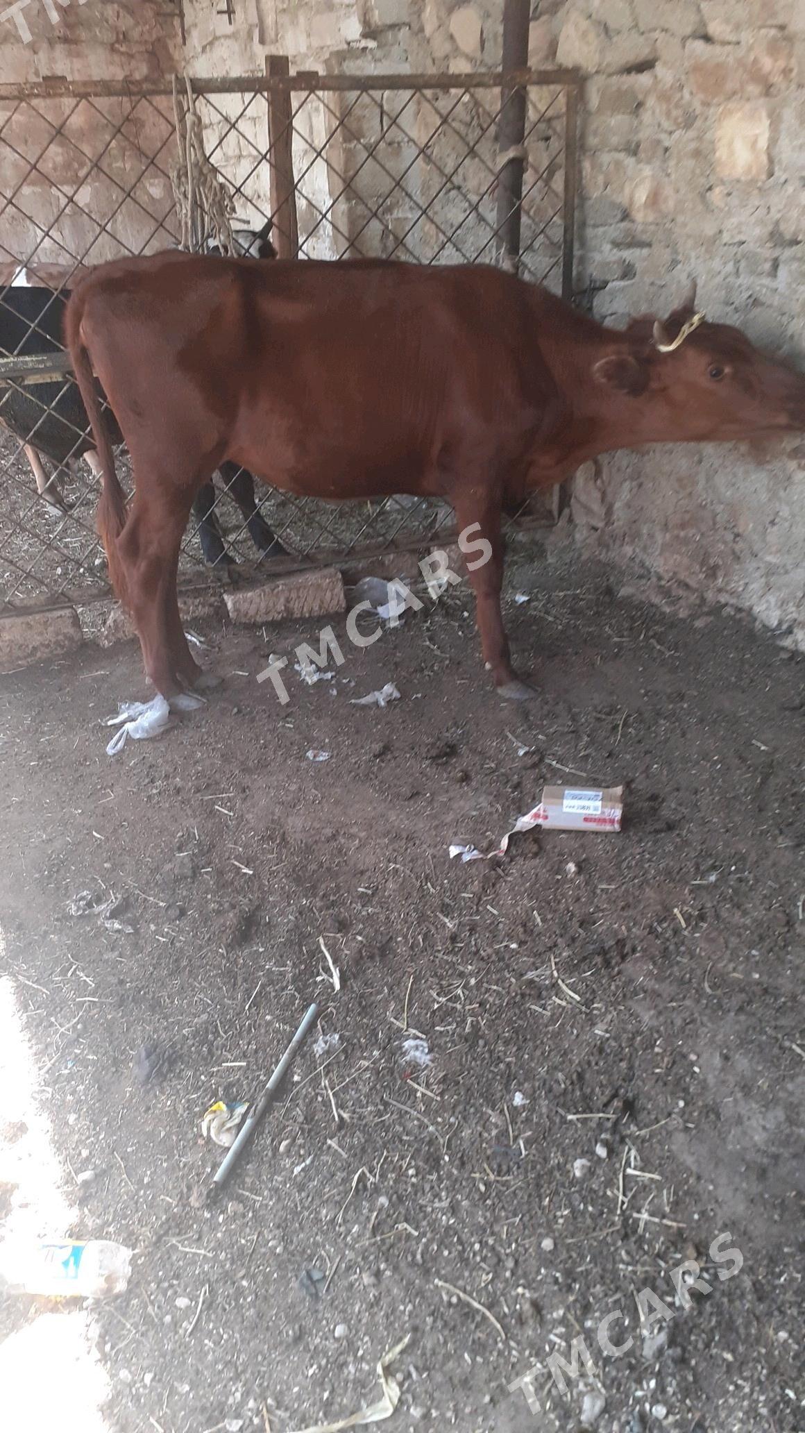 semiz gacar - Balkanabat - img 2