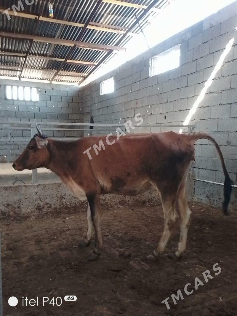 ARASSA SWET GOLELI SYGYR - Garadamak - img 3