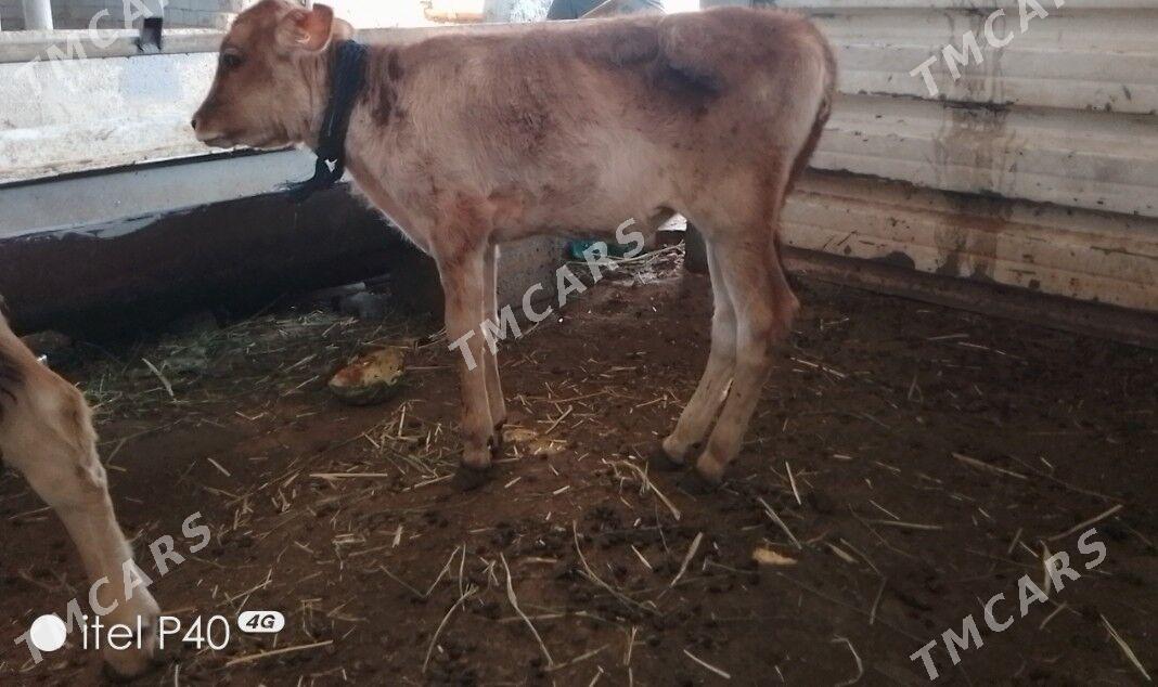 ARASSA SWET GOLELI SYGYR - Garadamak - img 2