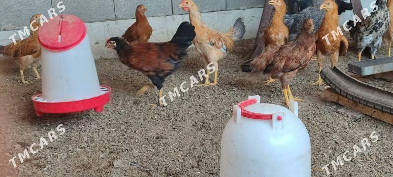 towuk horaz 4 ay bolup gecen - Теджен - img 2