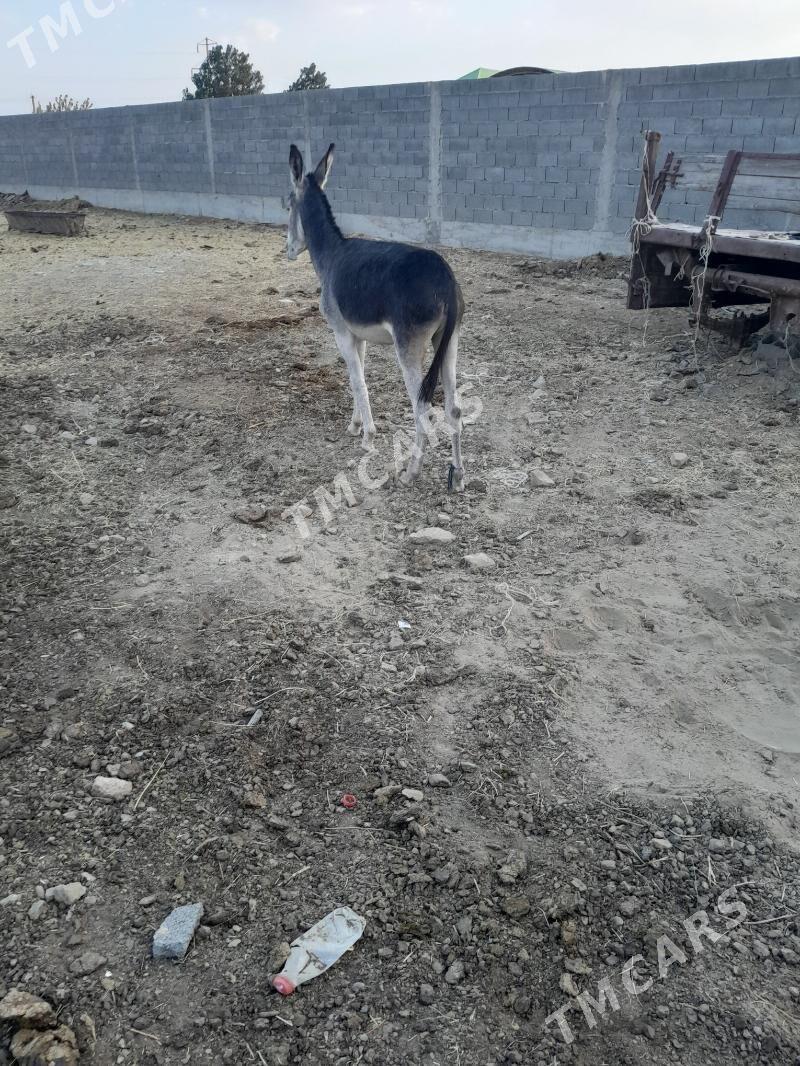 eşek - Bäherden - img 2