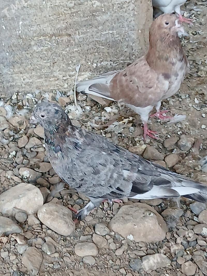 kepderi - Gyzylarbat - img 2