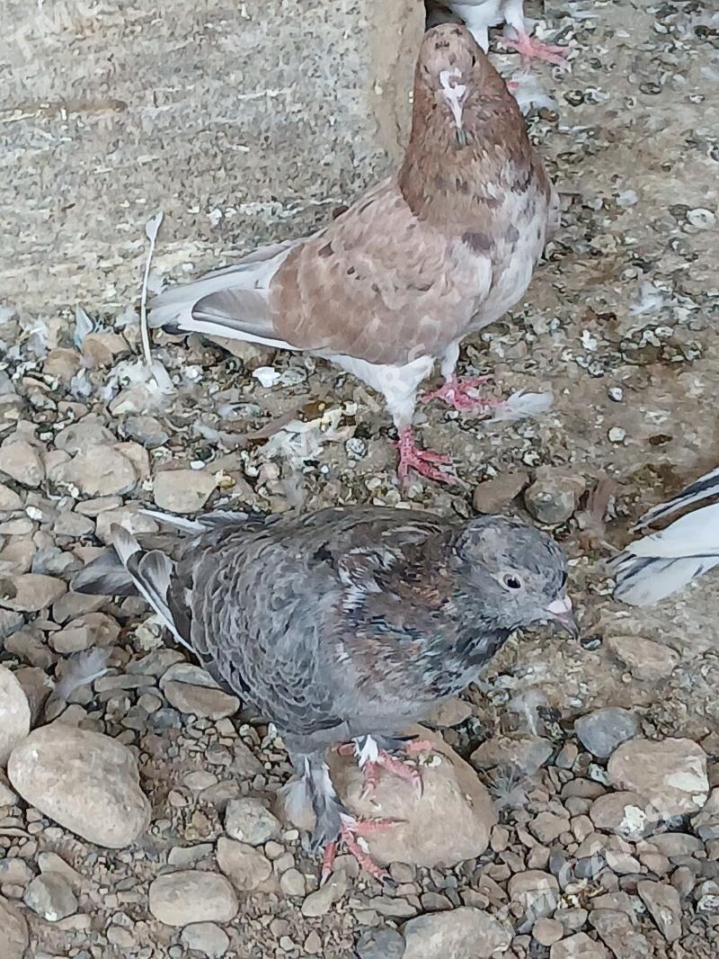 kepderi - Gyzylarbat - img 3