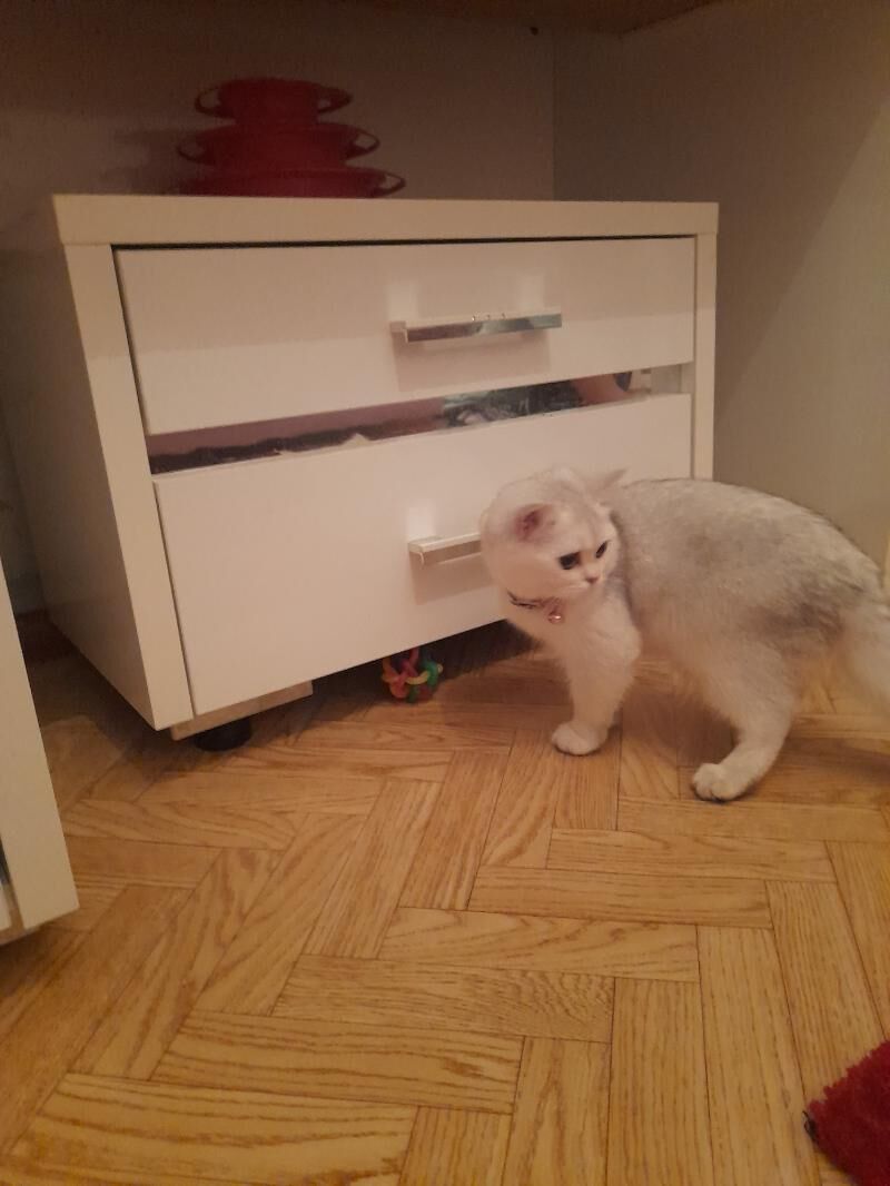 шотландские котята - Aşgabat - img 2