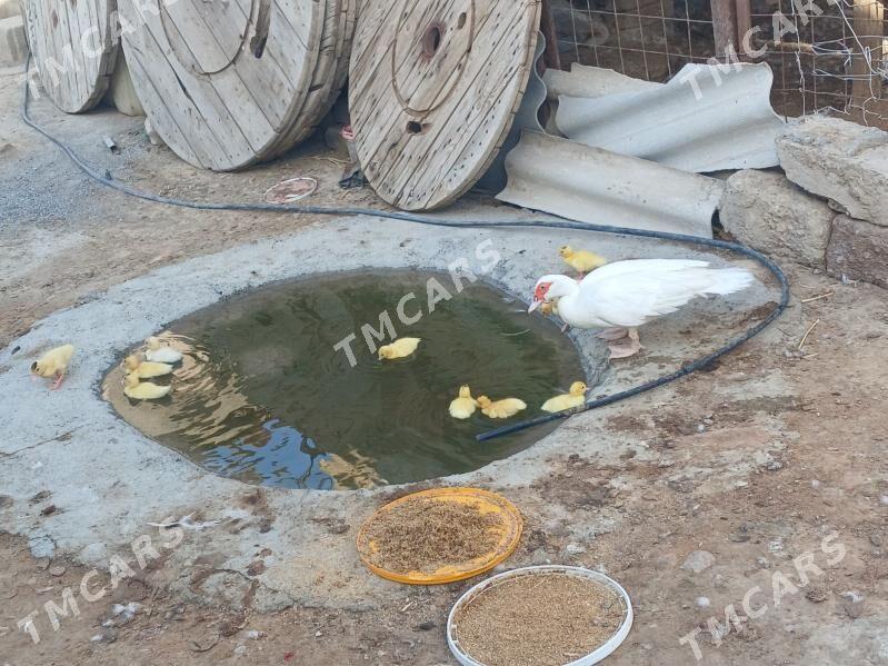 Hindi gaz jüje - Çoganly - img 2