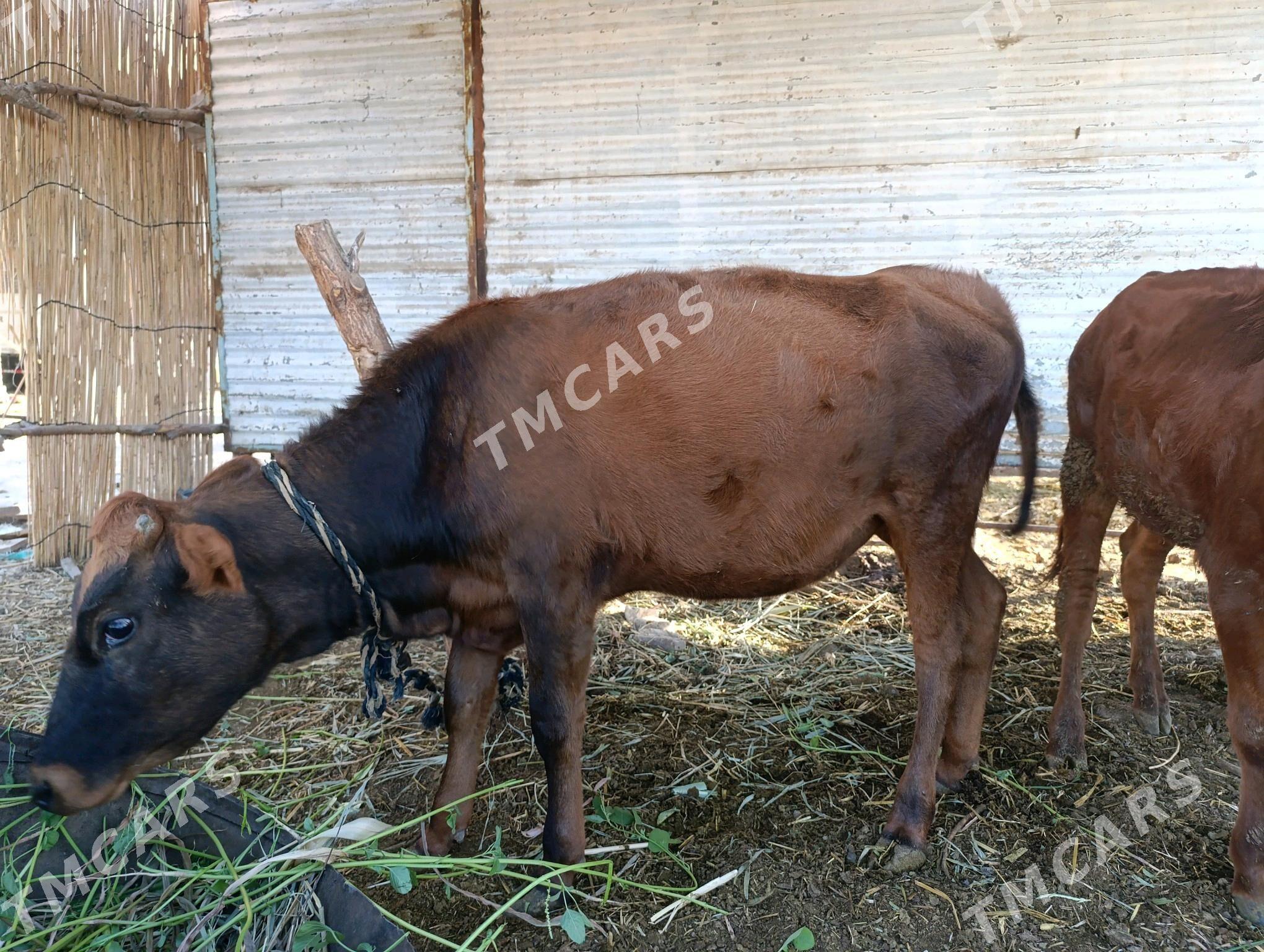 gulajyn - Murgap - img 3