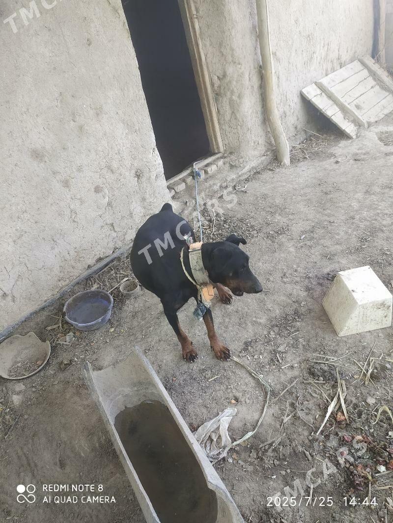 Doberman - Gurbansoltan Eje - img 2