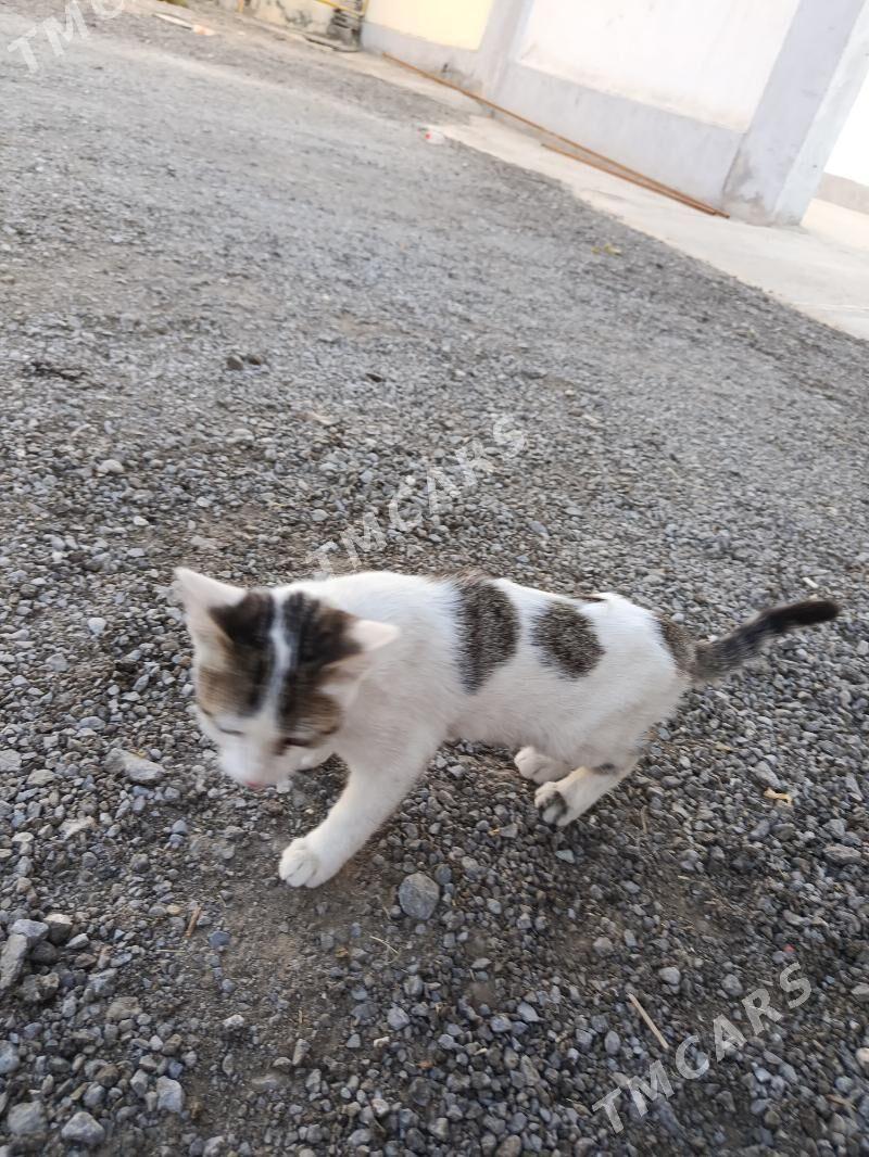 Ellekey pisik - Aşgabat - img 3