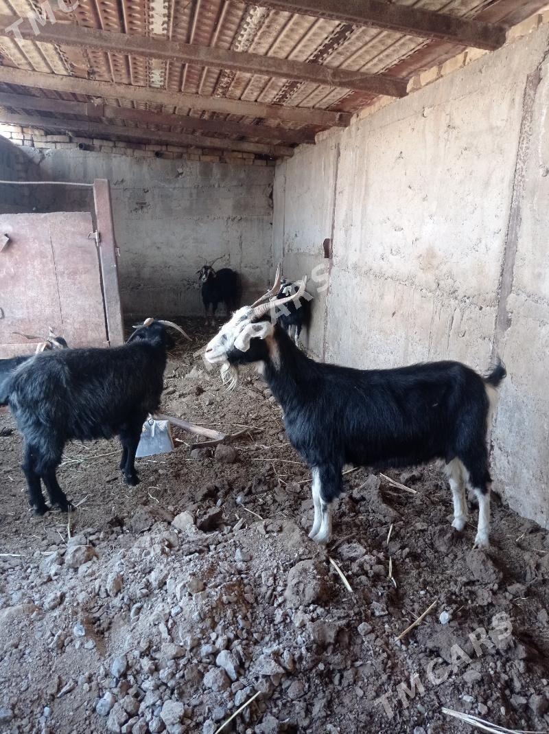 geçi geçi - Gyzylarbat - img 2
