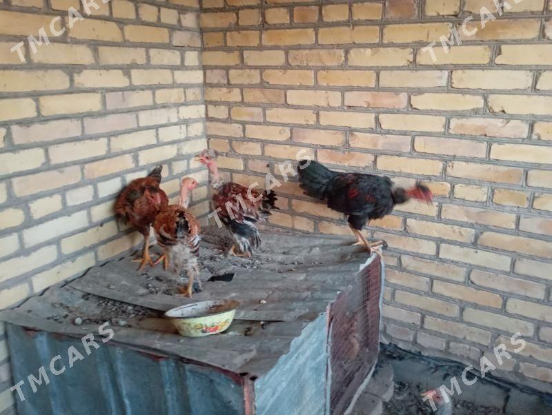 6 айлык голошейка товуклар - Farap - img 4