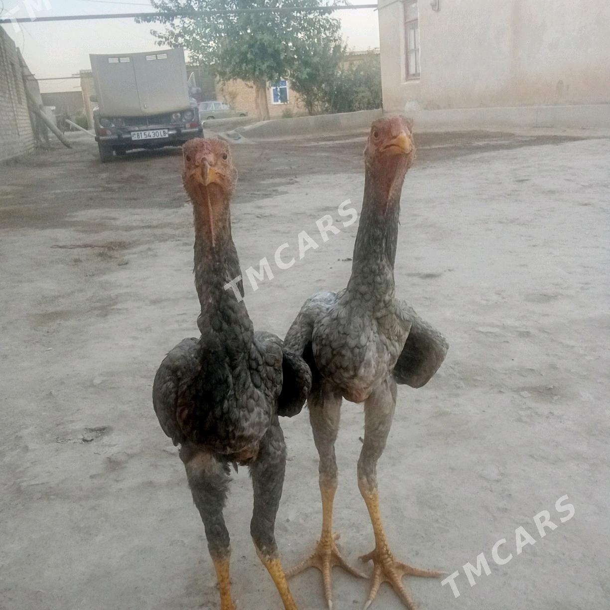 juyje - Sakar - img 2