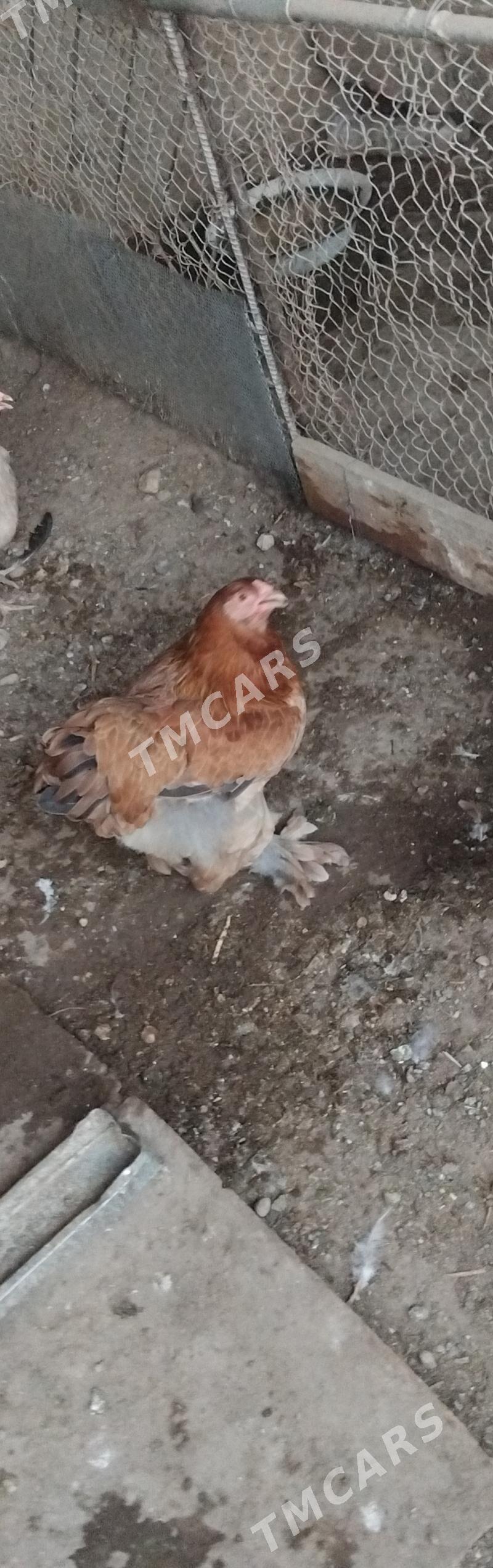 brama - Balkanabat - img 3