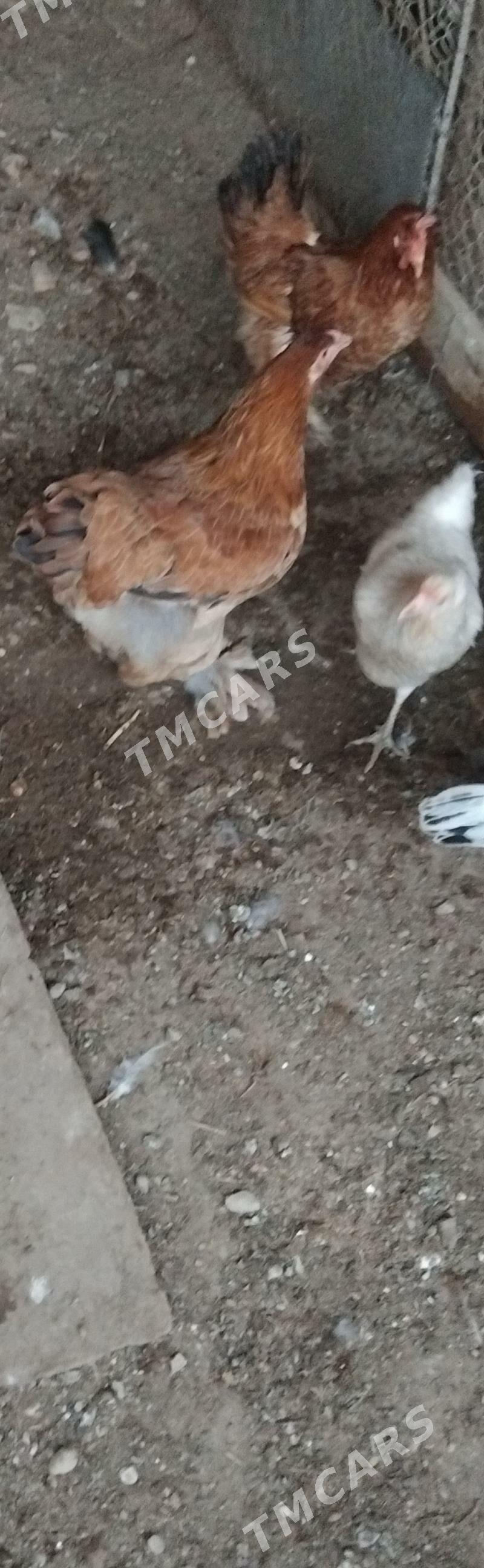 brama - Balkanabat - img 2