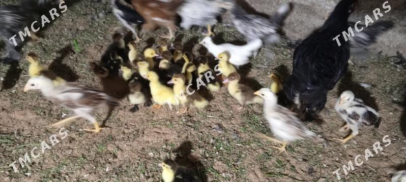 İnduwutga jüjeler - Bagyr - img 2