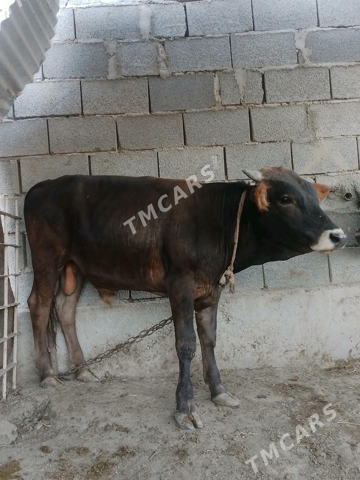 öküz - Бахарден - img 2