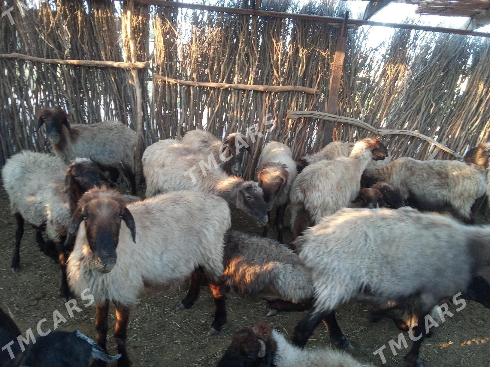 gysyr goyunlar - Sakarçäge - img 3