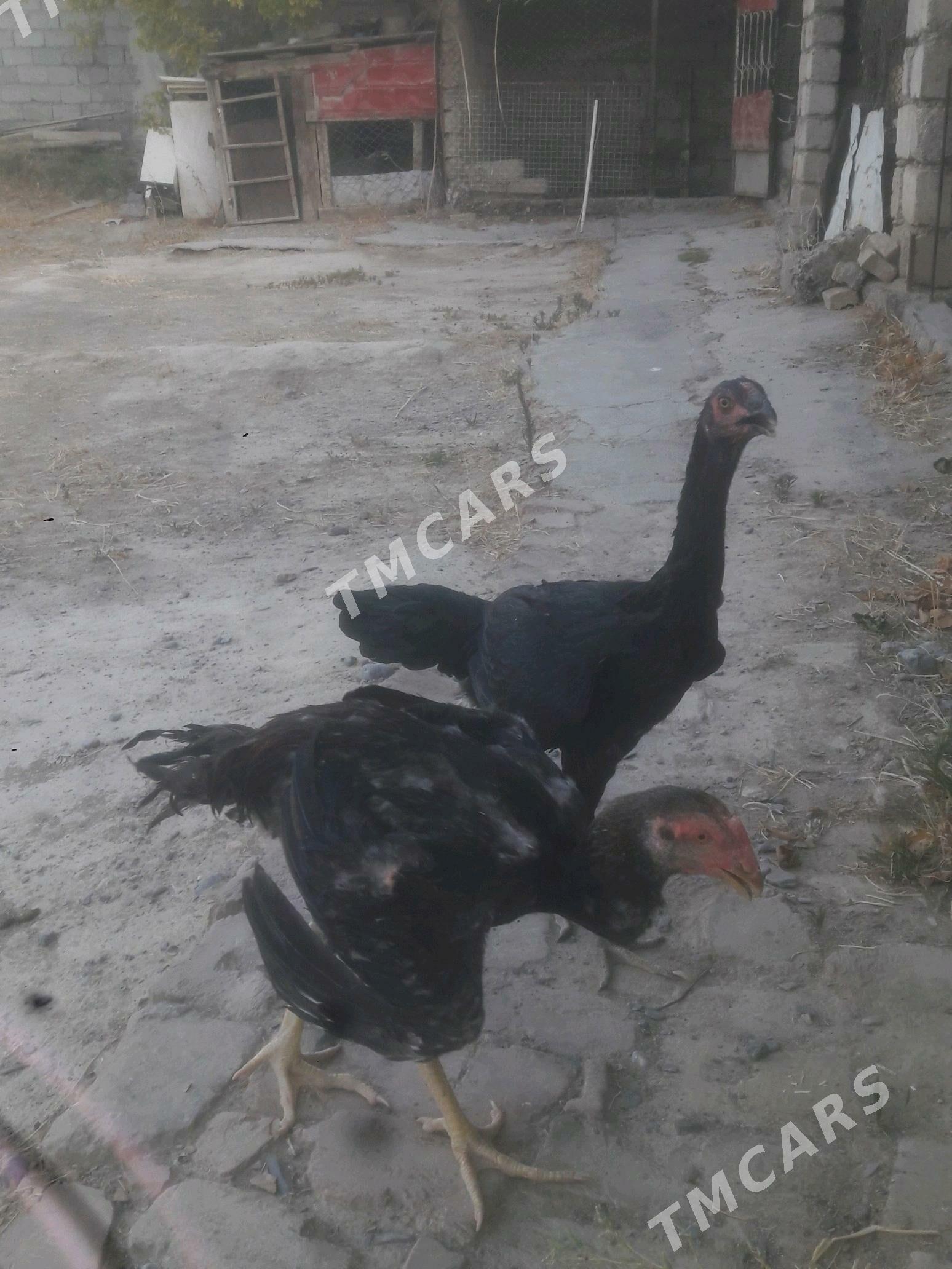 Taşkent. - Änew - img 2