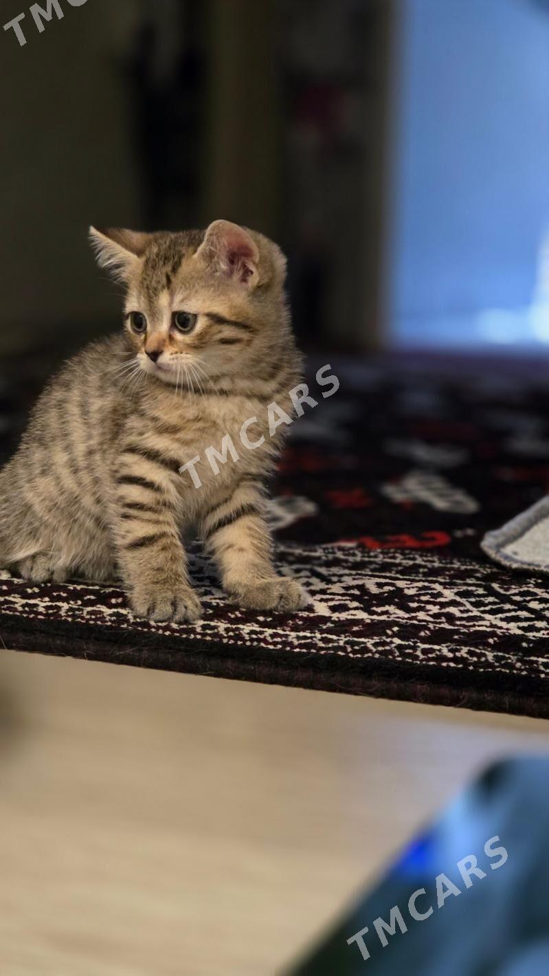 Shotlan pishikler - Aşgabat - img 2