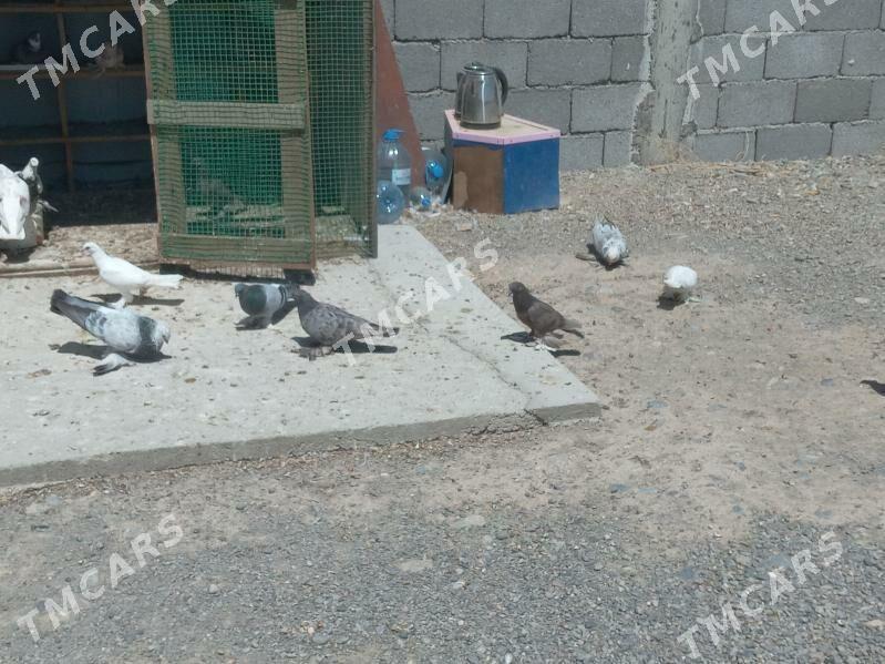 balakgyl kepderi - Gypjak - img 3
