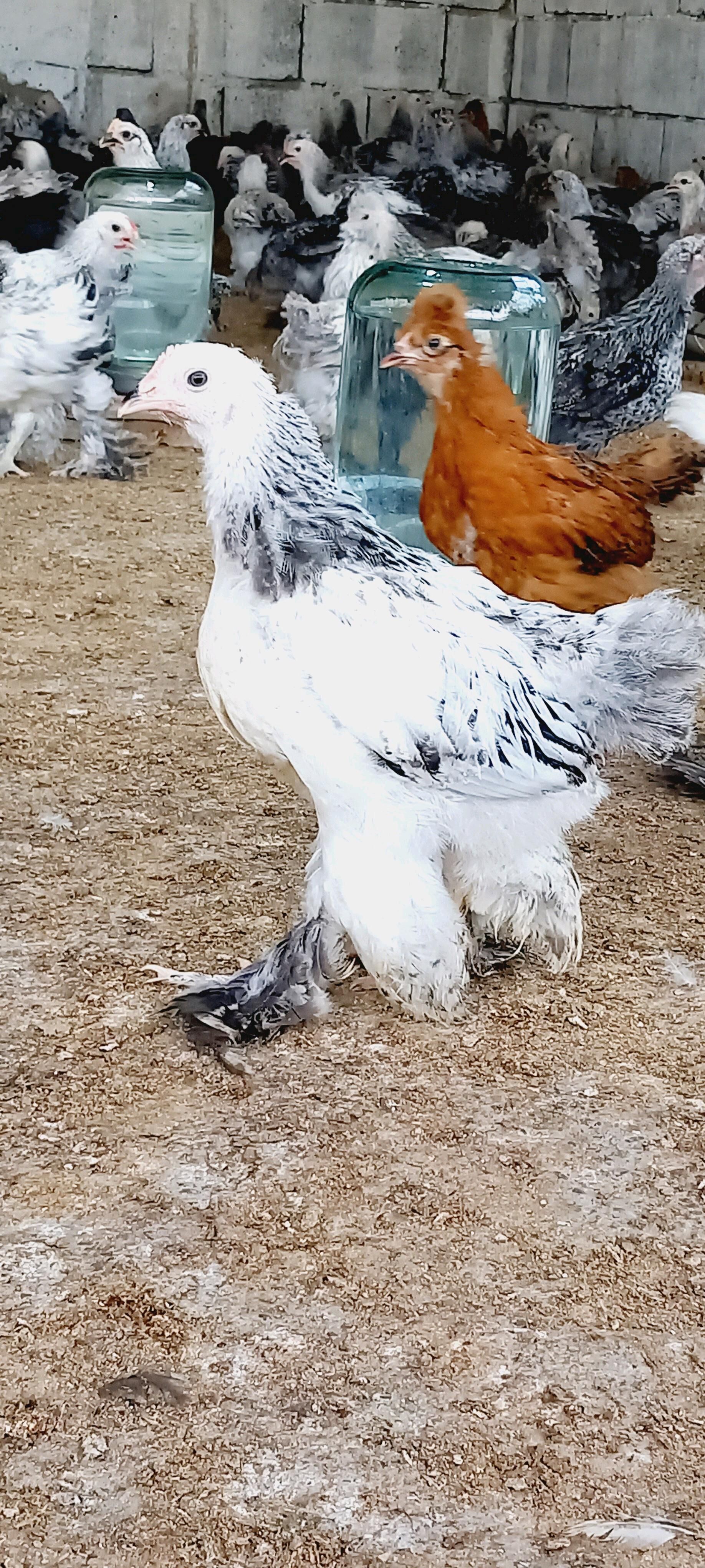 BRAMA WE BALGAR JUYJELER. - Gökdepe - img 3