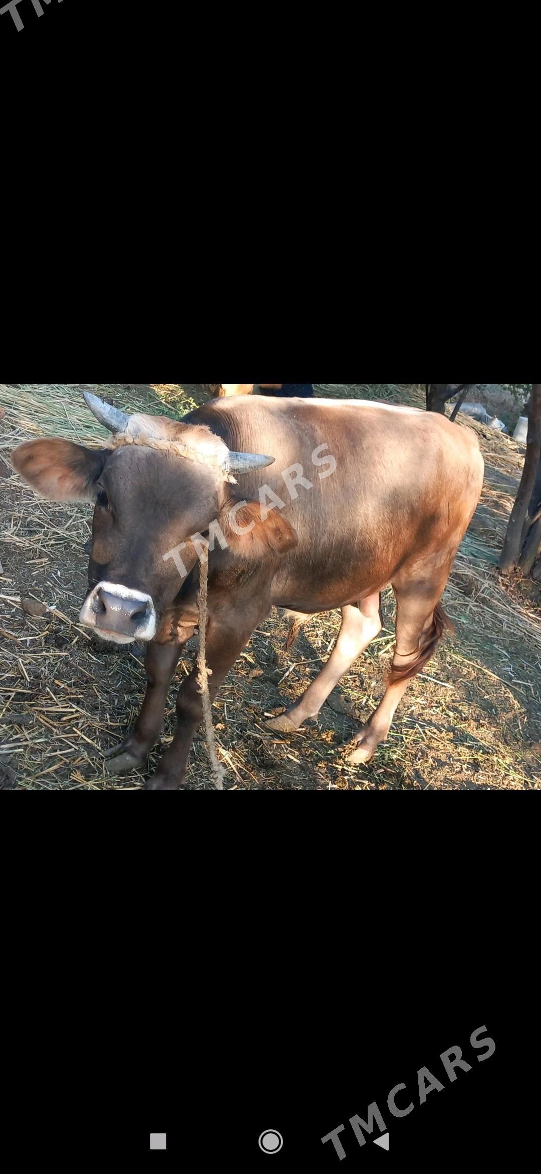 öküz - Bäherden - img 3