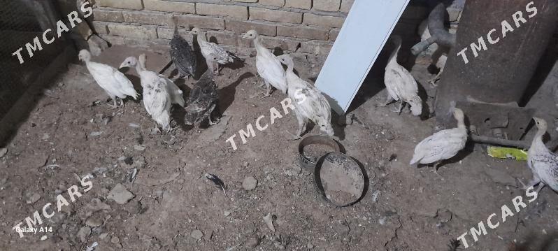 induk - Туркменабат - img 2