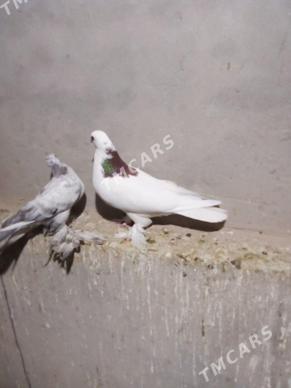 kepderi - Mary - img 2