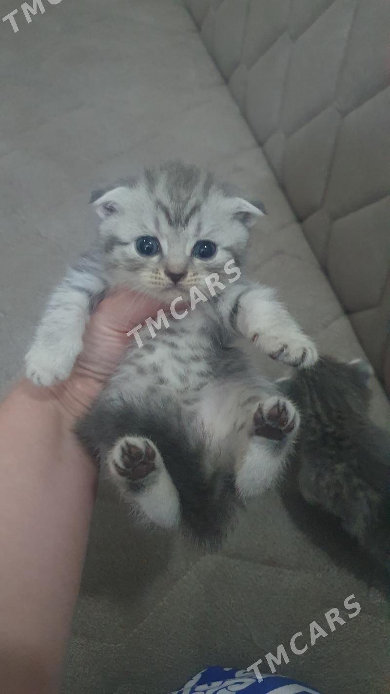 Шотландские котята вискас - Ашхабад - img 5