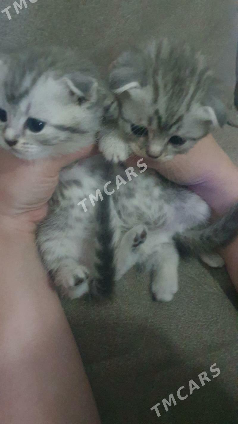 Шотландские котята вискас - Ашхабад - img 4