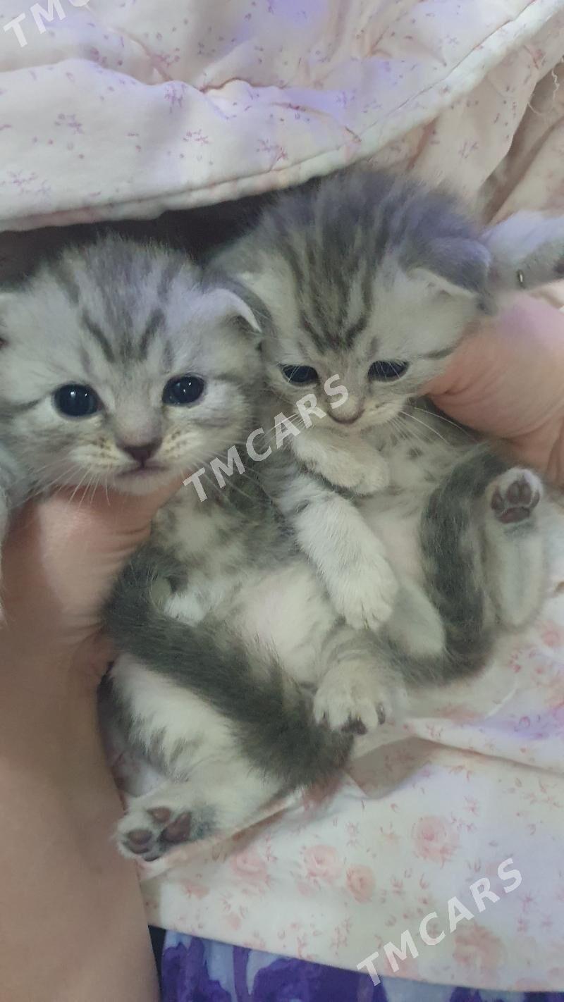 Шотландские котята вискас - Ашхабад - img 7