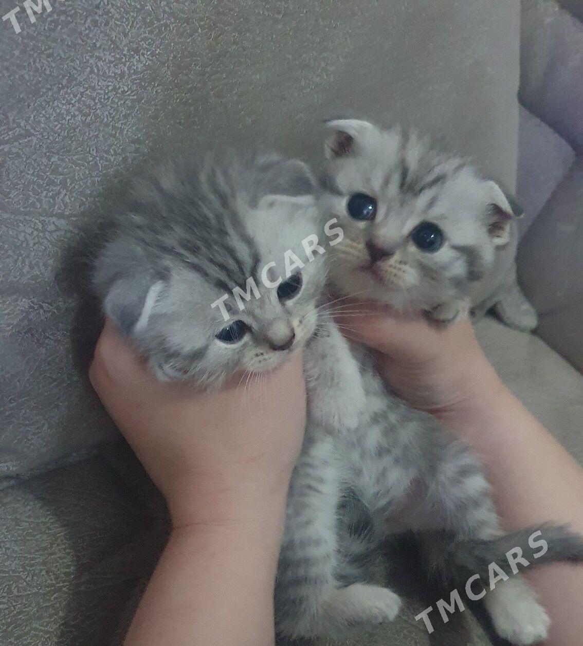 Шотландские котята вискас - Ашхабад - img 3
