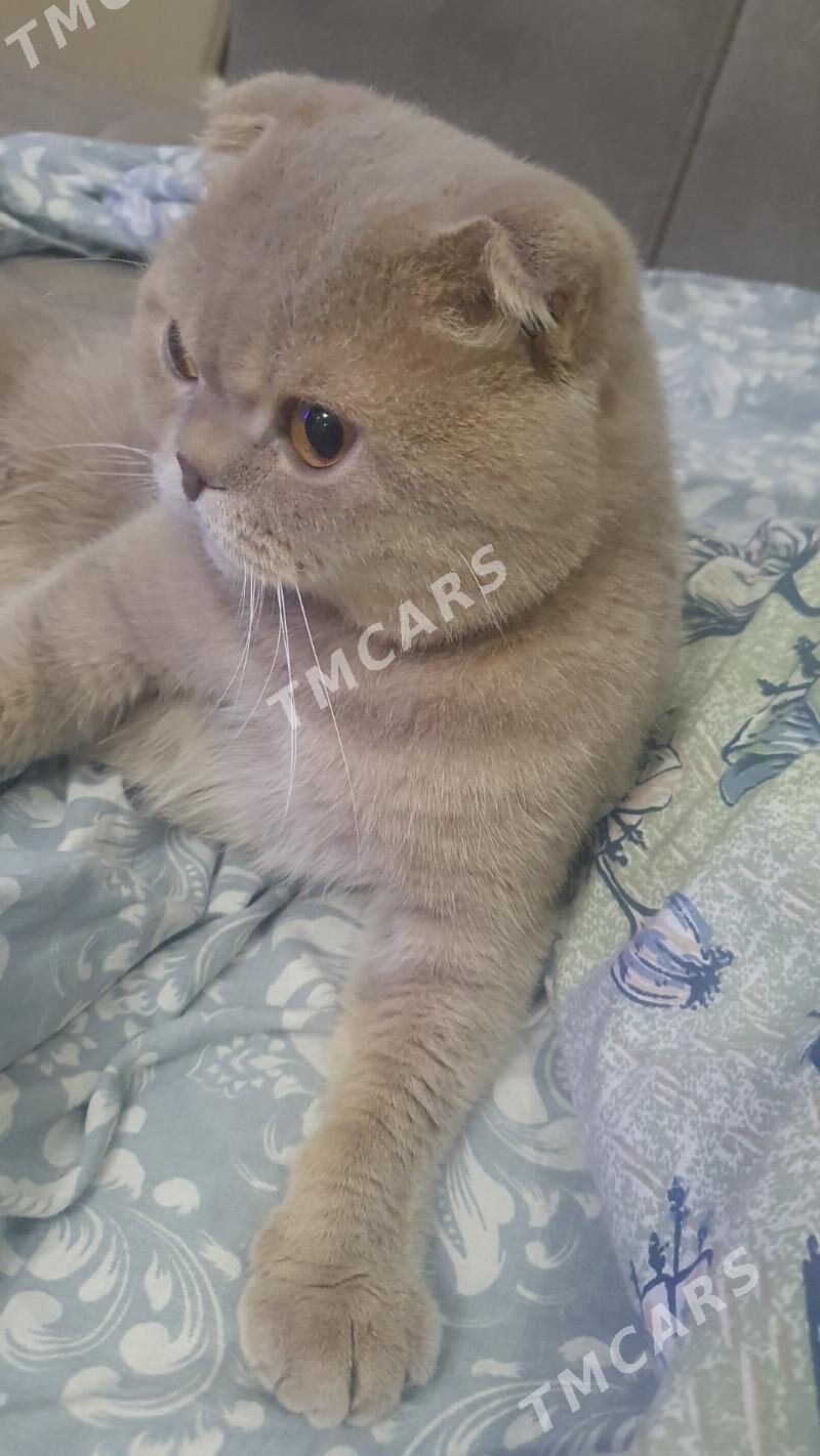 Шотландские котята вискас - Ашхабад - img 8