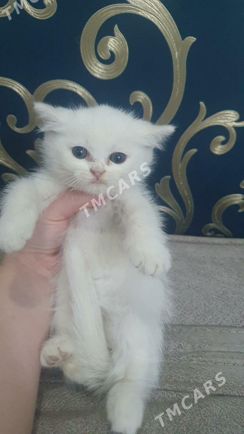Скоттиш-страйт - Aşgabat - img 2