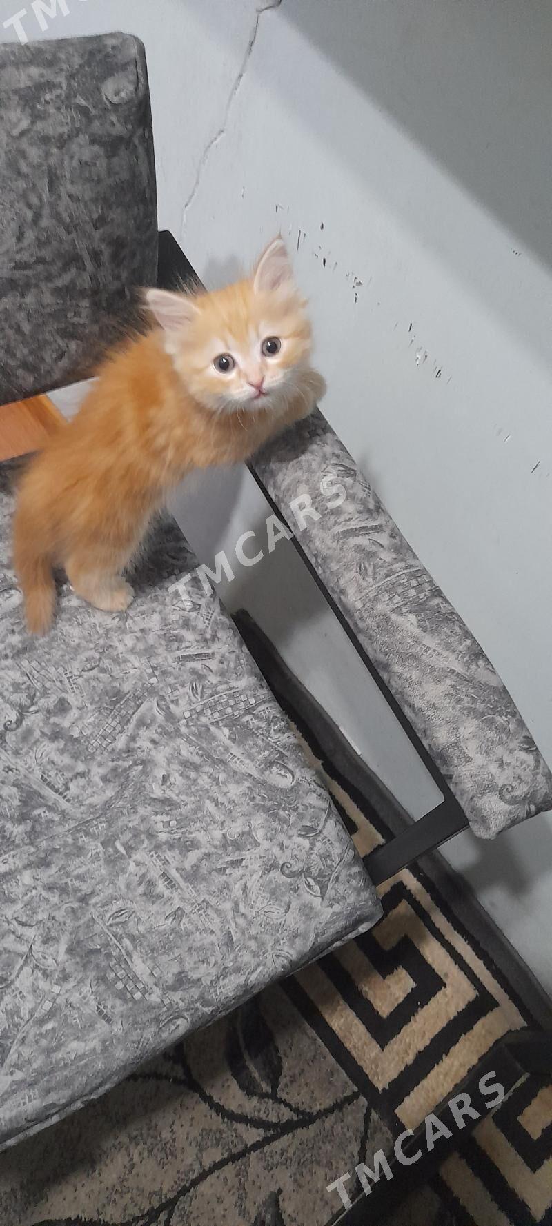 котенок рыжий - Ашхабад - img 2