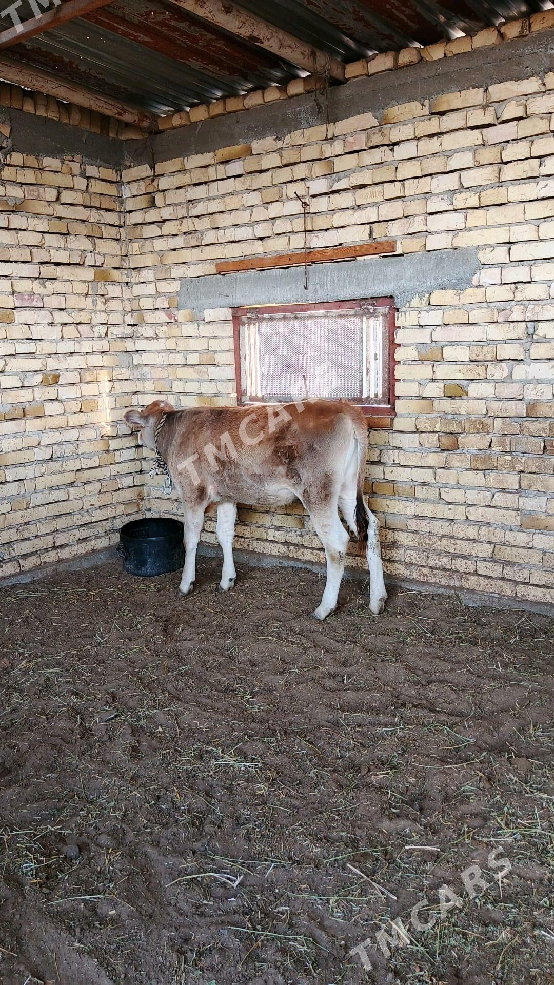 Sygyr - Gökdepe - img 2