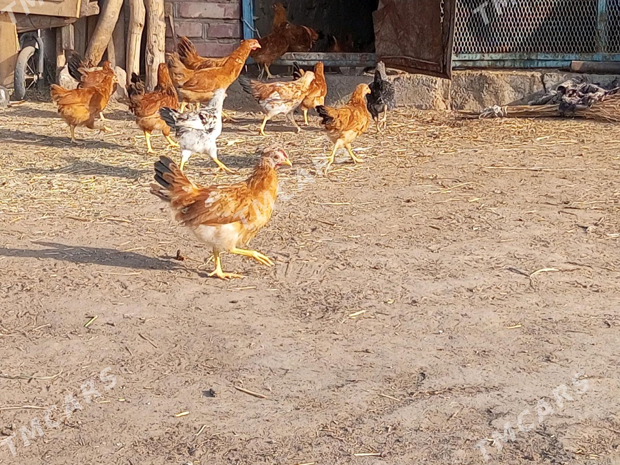 Jujeler - Babadaýhan - img 3