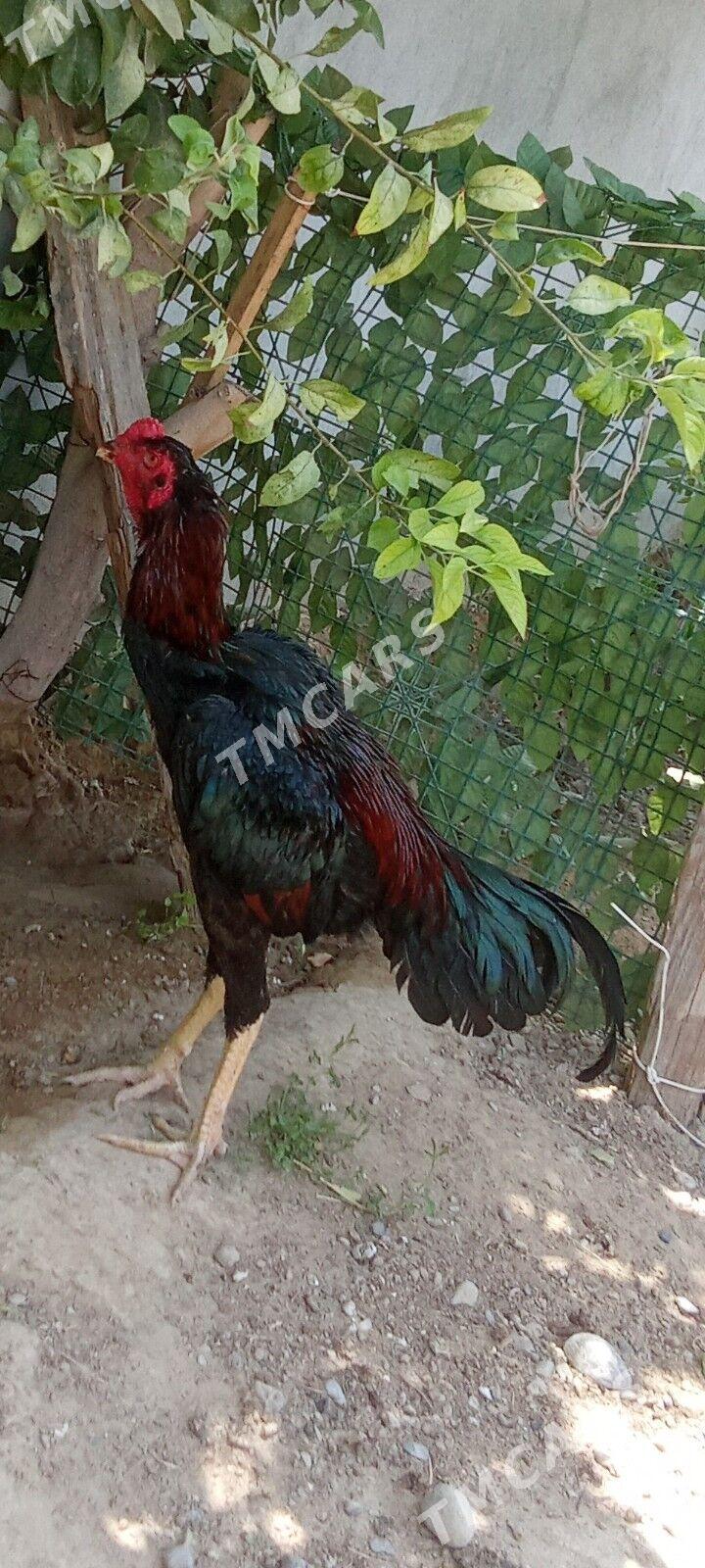 taşkent horaz - Gökje - img 2