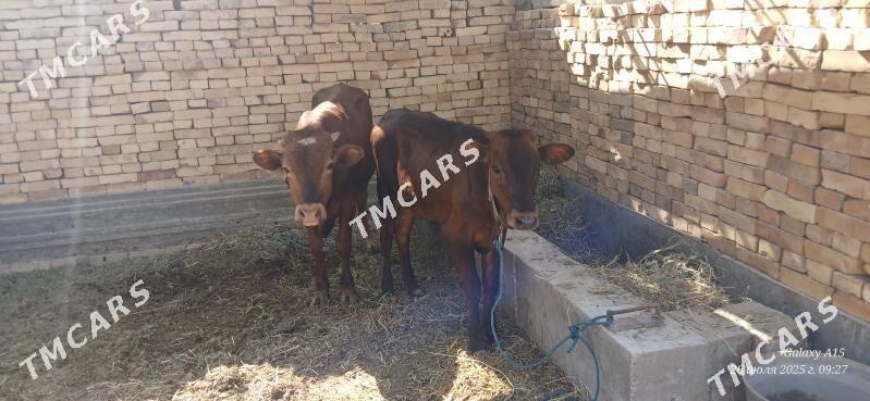 unajyn - Türkmenabat - img 3