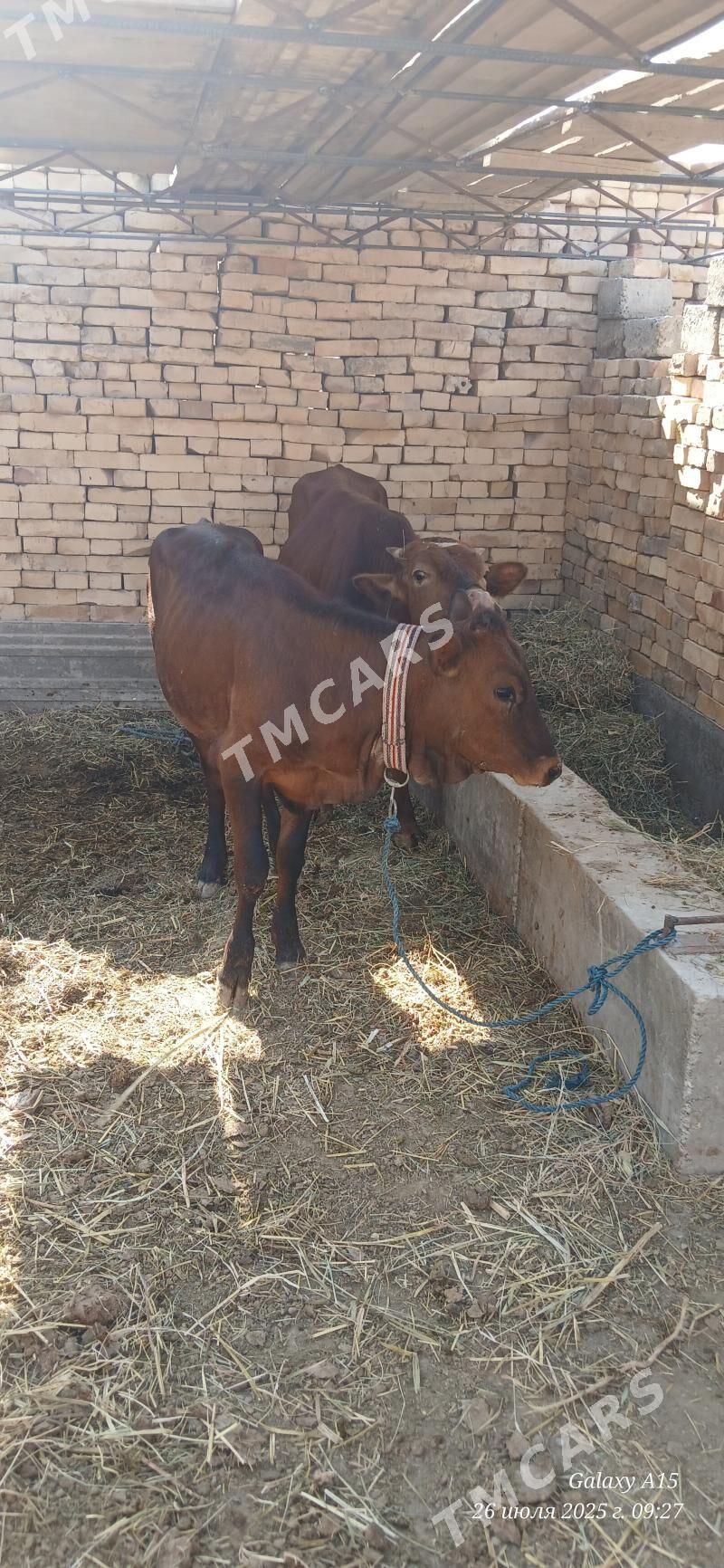 unajyn - Türkmenabat - img 2