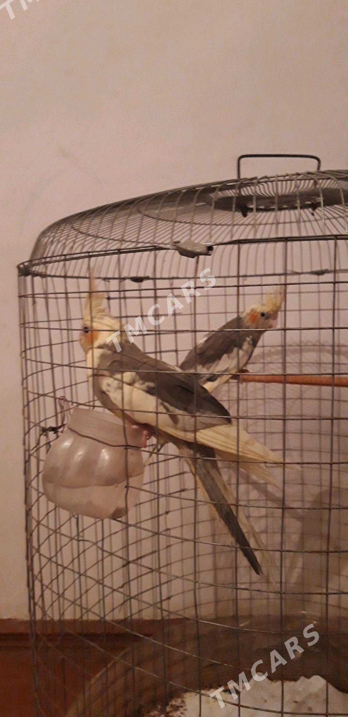karella - Çoganly - img 2