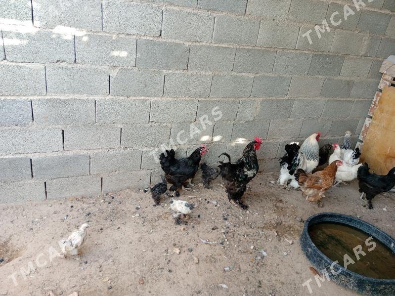 byrama jujeler we towuklar - Jebel - img 2
