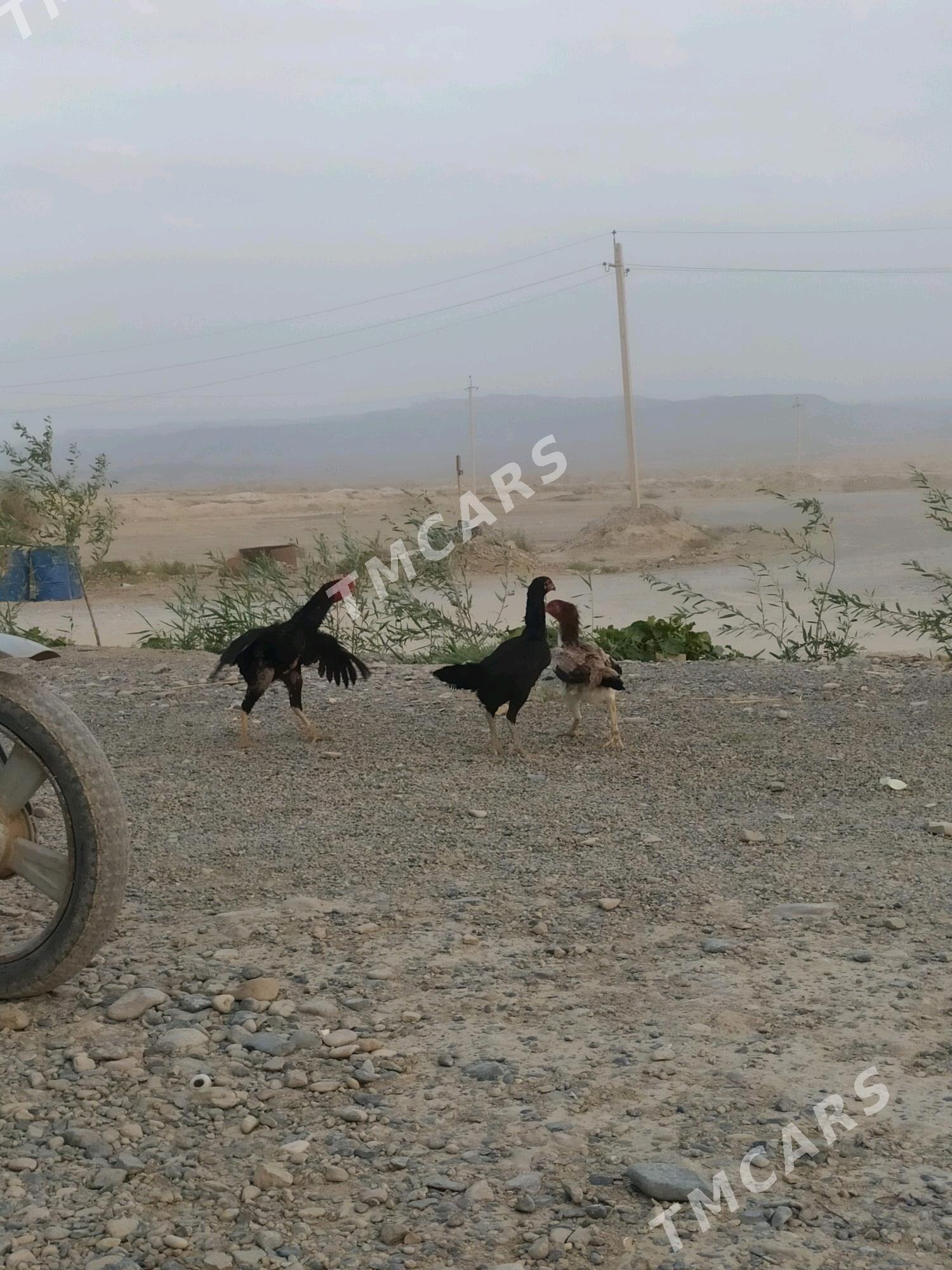 Taşkent horaz maki - Кака - img 2