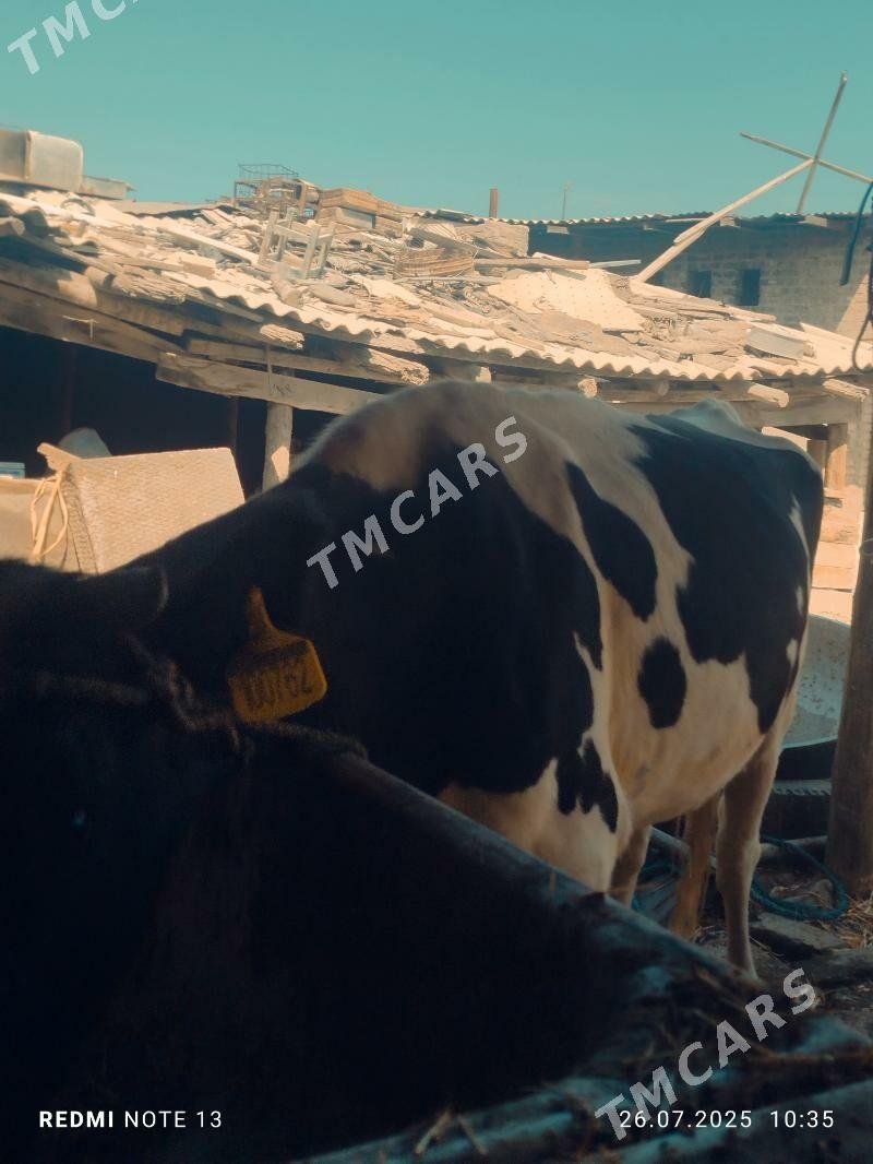 Ojekli Sygyr - Türkmenabat - img 2
