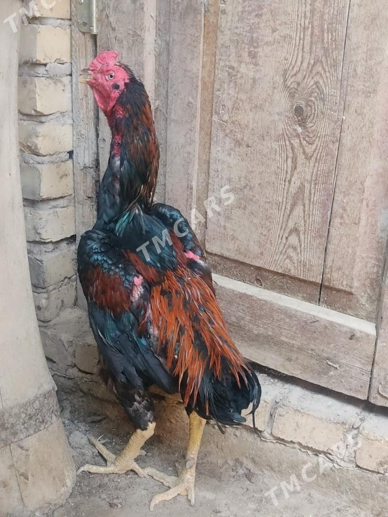 boysowy horazlar - Türkmenabat - img 2