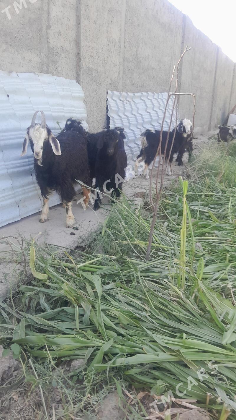 çebis - Gökdepe - img 3