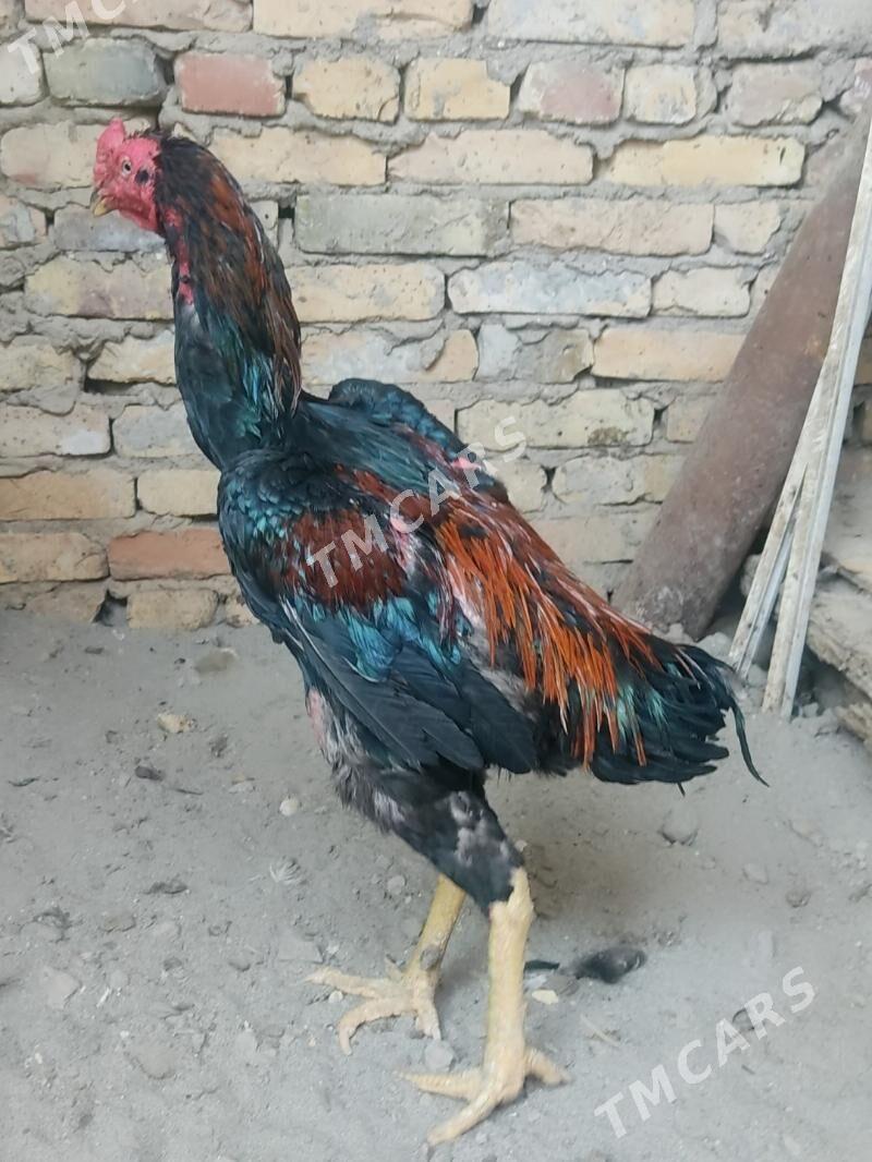 boysowy horazlar - Türkmenabat - img 3