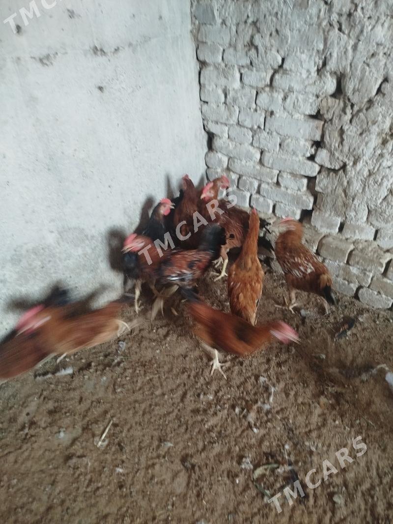 Horazlar - Kaka - img 2