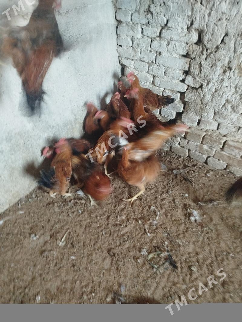 Horazlar - Kaka - img 3