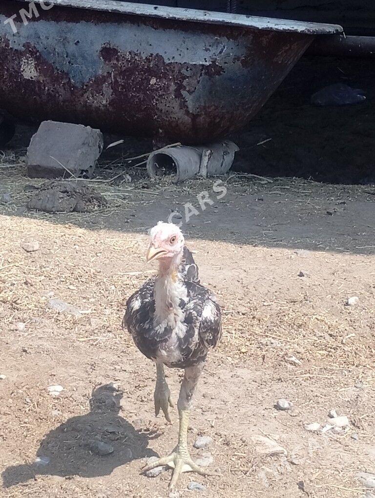 Horaz - Türkmenabat - img 2